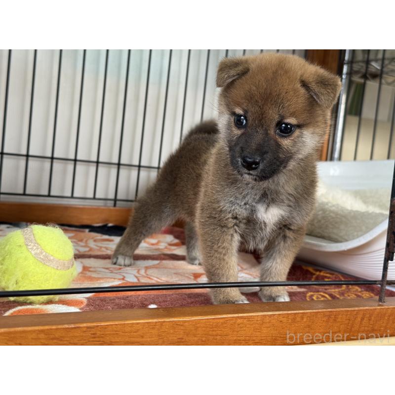 販売中の岡山県の柴犬-430194の4枚目