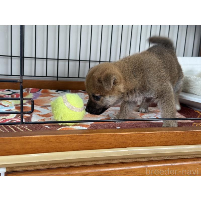 販売中の岡山県の柴犬-430194の3枚目