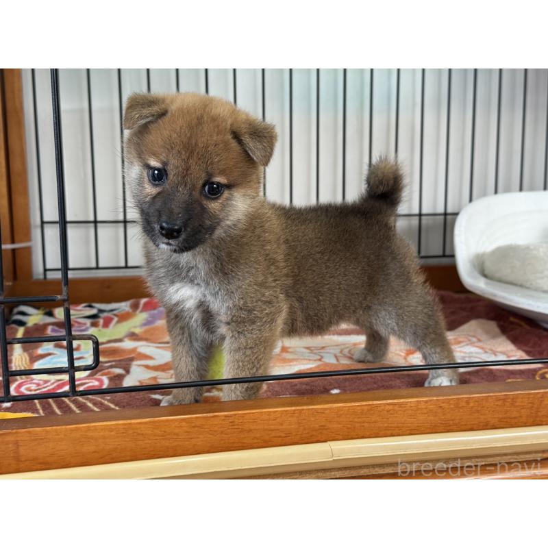 販売中の岡山県の柴犬-430194の2枚目