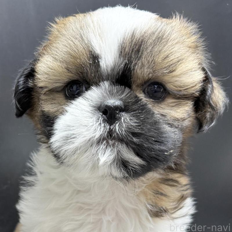 販売中の宮崎県のシーズー-430198の1枚目