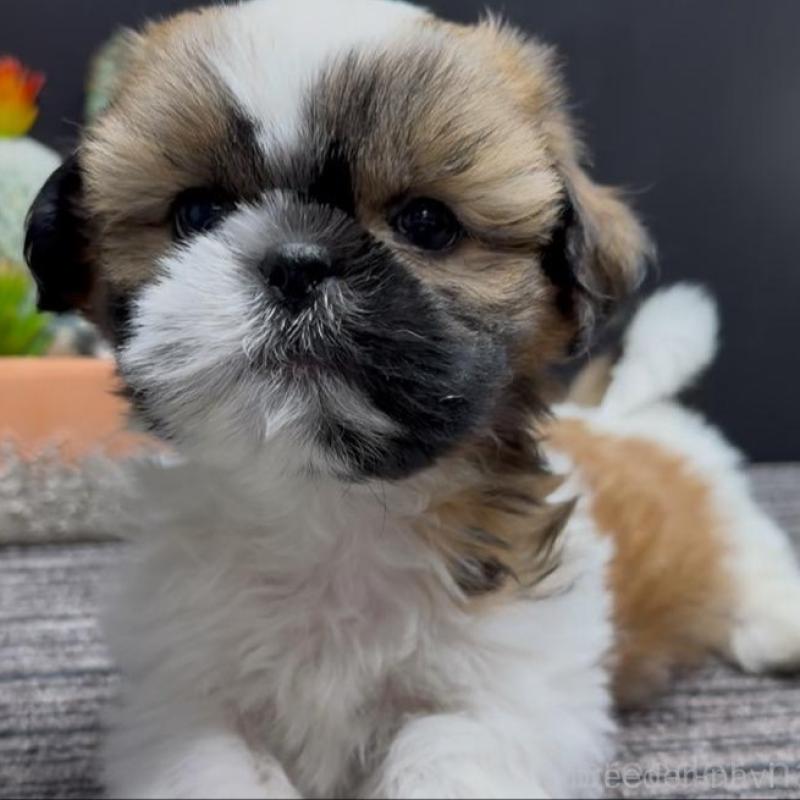 販売中の宮崎県のシーズー-430198の2枚目