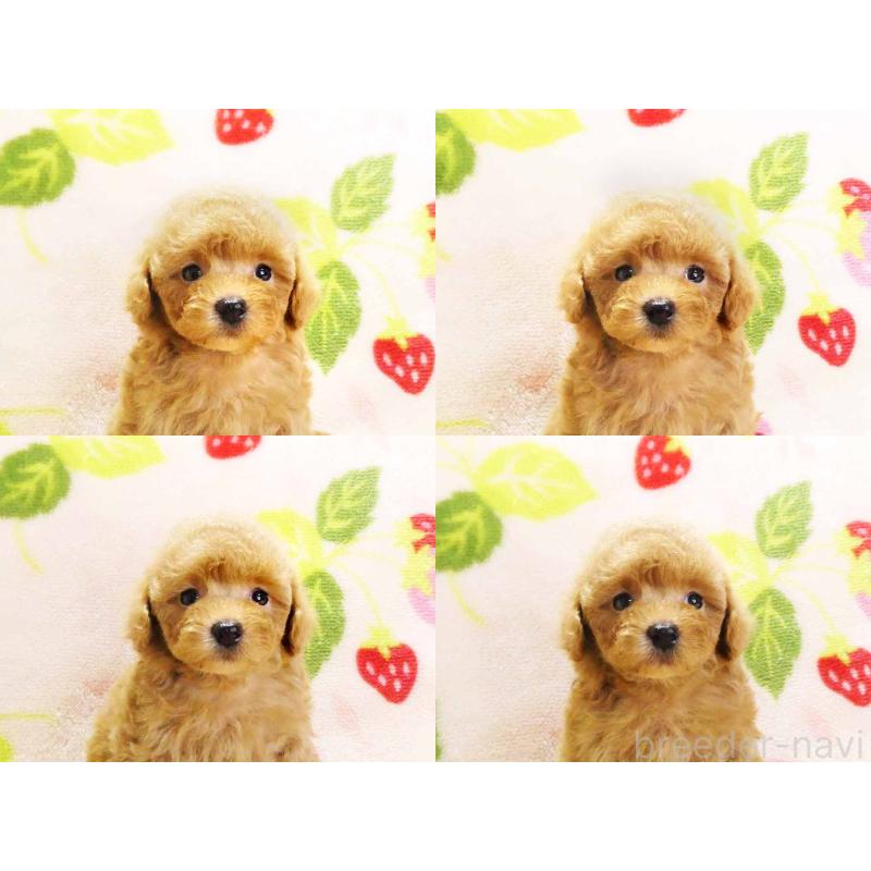 販売中の千葉県のティーカッププードル-430196の6枚目