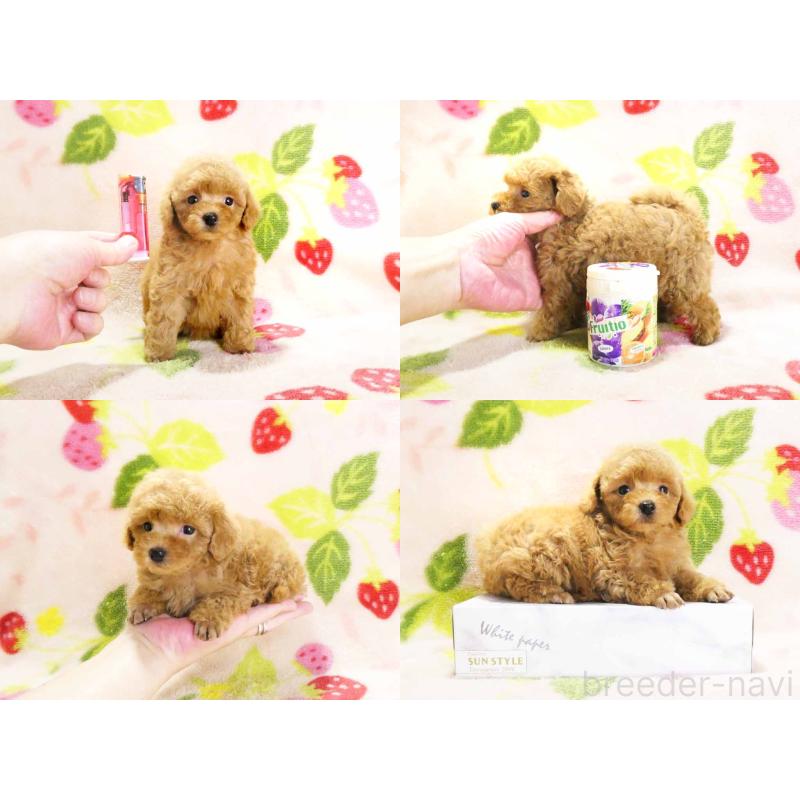 販売中の千葉県のティーカッププードル-430196の5枚目