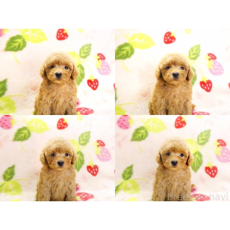 販売中の千葉県のティーカッププードル-430196の4枚目