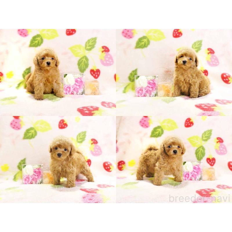 販売中の千葉県のティーカッププードル-430196の3枚目