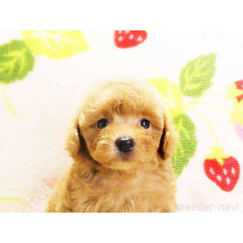 販売中の千葉県のティーカッププードル-430196の2枚目