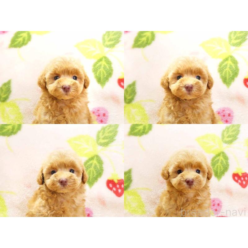 販売中の千葉県のティーカッププードル-430199の6枚目