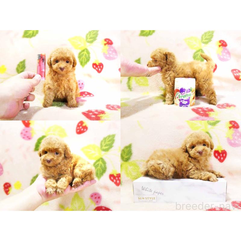 販売中の千葉県のティーカッププードル-430199の5枚目