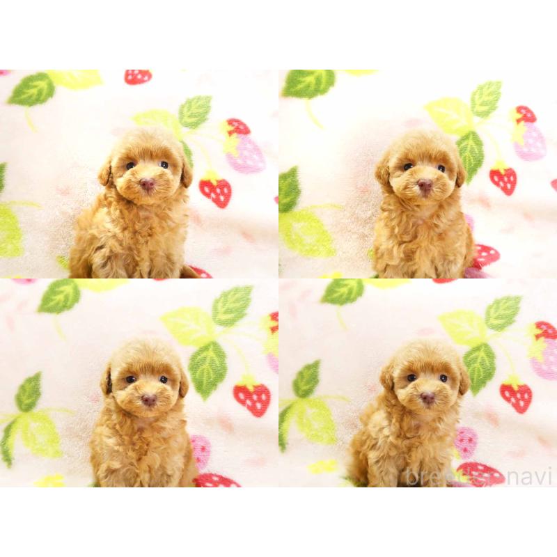 販売中の千葉県のティーカッププードル-430199の4枚目