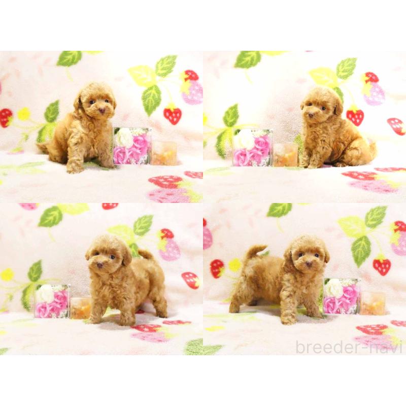 販売中の千葉県のティーカッププードル-430199の3枚目