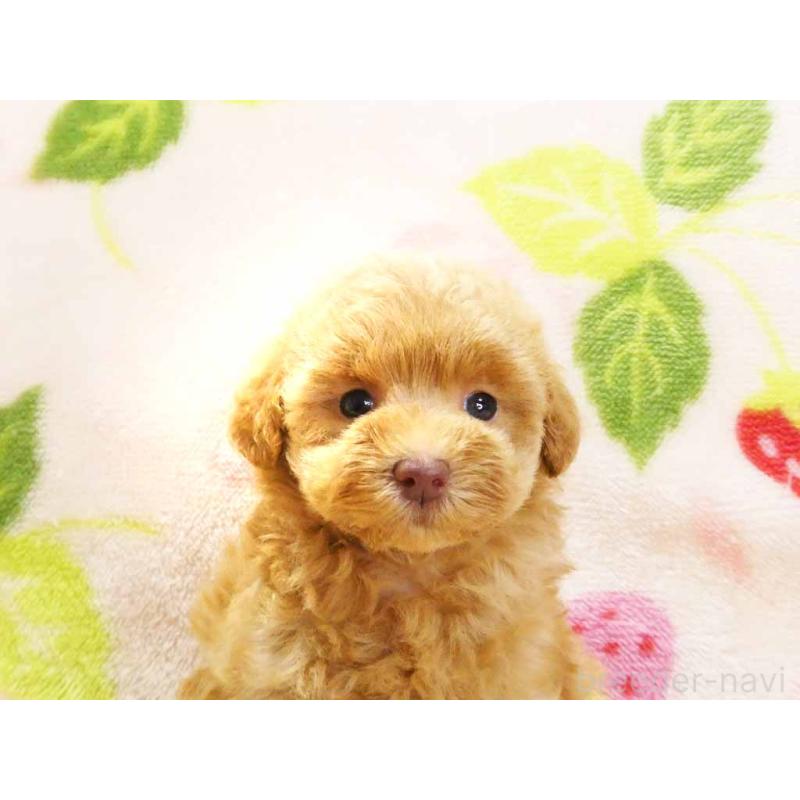 販売中の千葉県のティーカッププードル-430199の2枚目