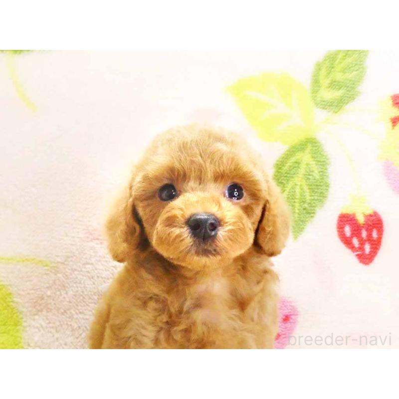 販売中の千葉県のティーカッププードル-430201の2枚目