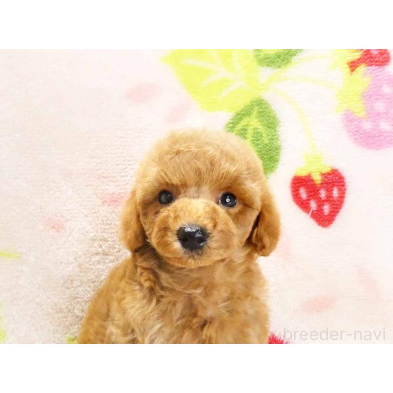 販売中の千葉県のティーカッププードル-430202の2枚目