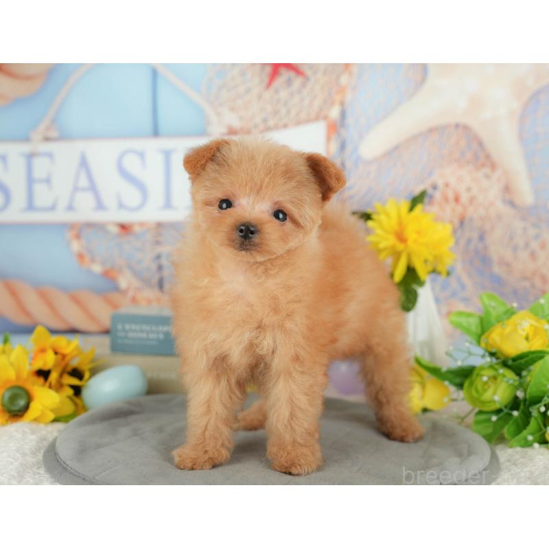 販売中の千葉県のポメプー:ポメラニアン×トイプードル-430204の1枚目