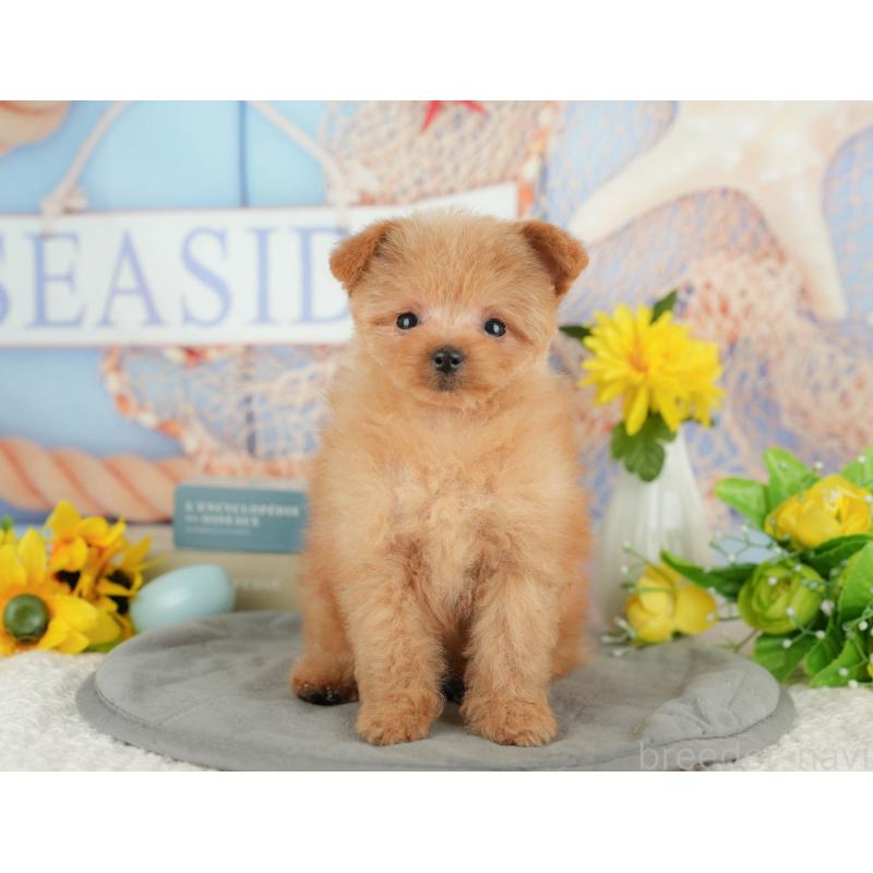 販売中の千葉県のポメプー:ポメラニアン×トイプードル-430204の9枚目