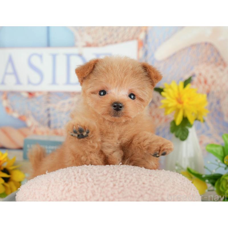 販売中の千葉県のポメプー:ポメラニアン×トイプードル-430204の8枚目