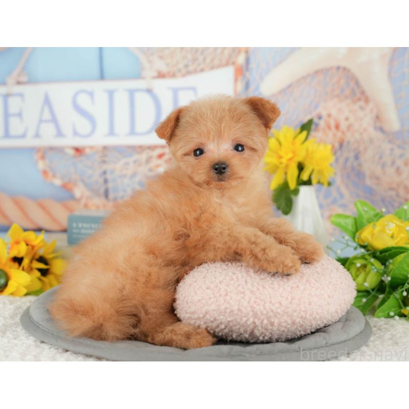 販売中の千葉県のポメプー:ポメラニアン×トイプードル-430204の7枚目