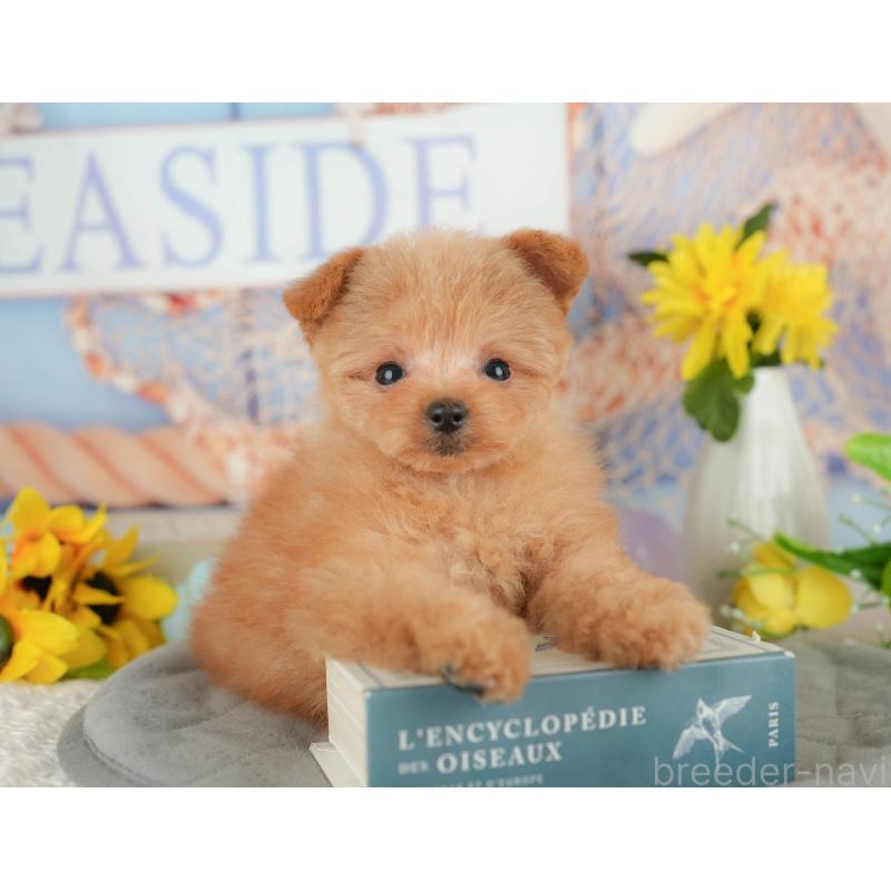 販売中の千葉県のポメプー:ポメラニアン×トイプードル-430204の6枚目