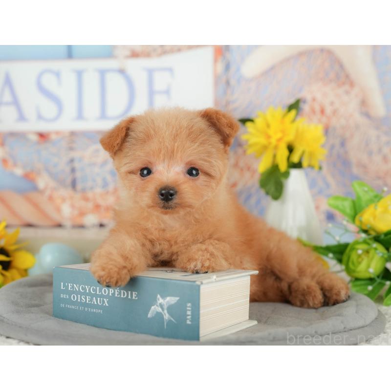 販売中の千葉県のポメプー:ポメラニアン×トイプードル-430204の5枚目