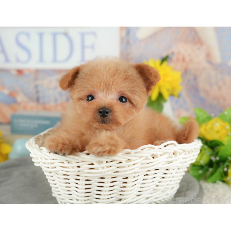 販売中の千葉県のポメプー:ポメラニアン×トイプードル-430204の4枚目