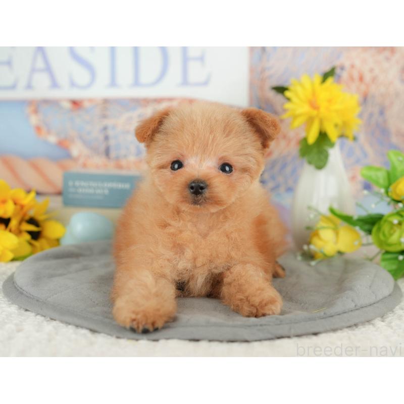 販売中の千葉県のポメプー:ポメラニアン×トイプードル-430204の3枚目