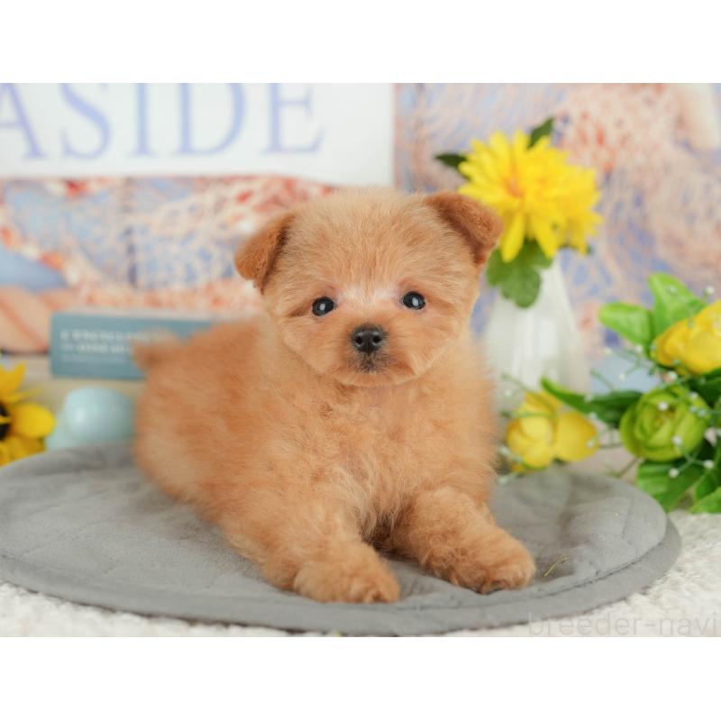 販売中の千葉県のポメプー:ポメラニアン×トイプードル-430204の2枚目