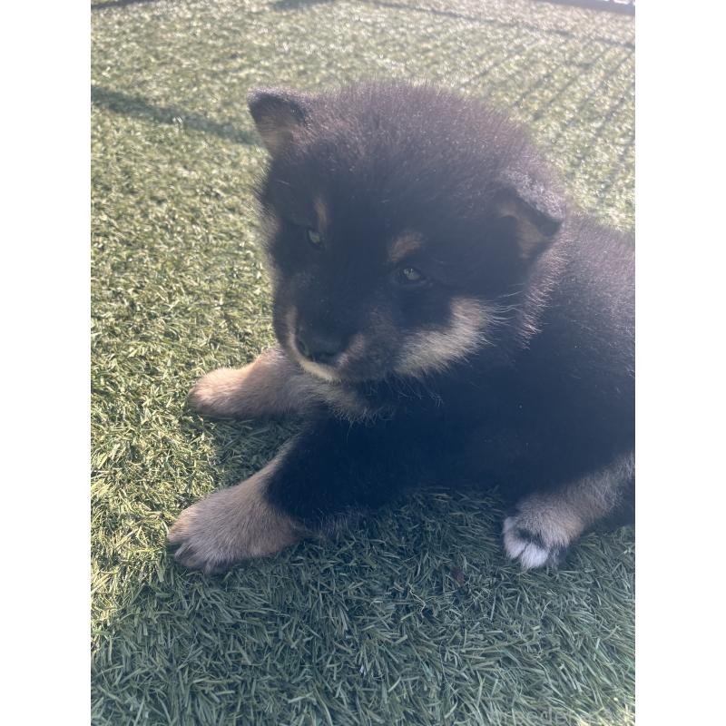 販売中の福岡県の豆柴-424152の6枚目