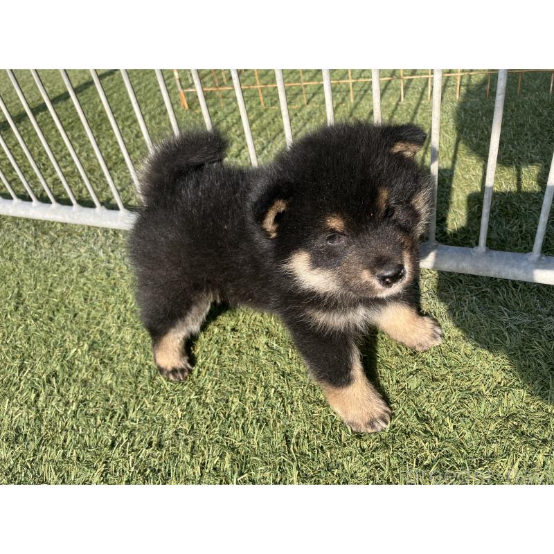 販売中の福岡県の豆柴-424152の4枚目