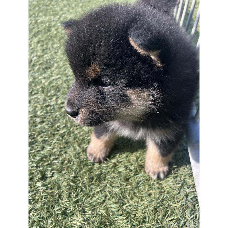 販売中の福岡県の豆柴-424152の3枚目