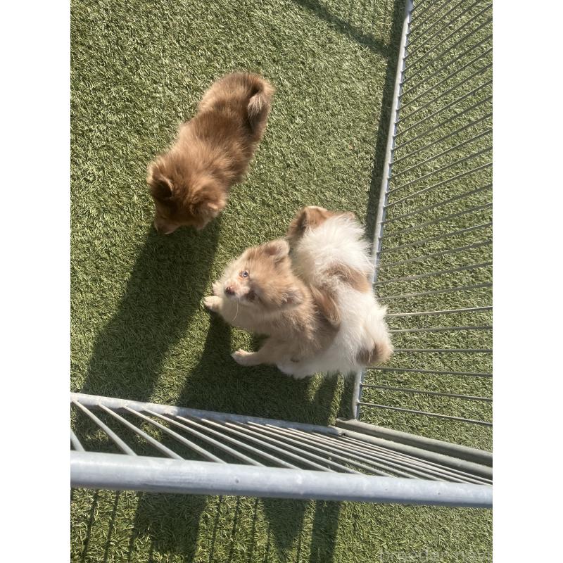 販売中の福岡県のポメラニアン-423539の4枚目