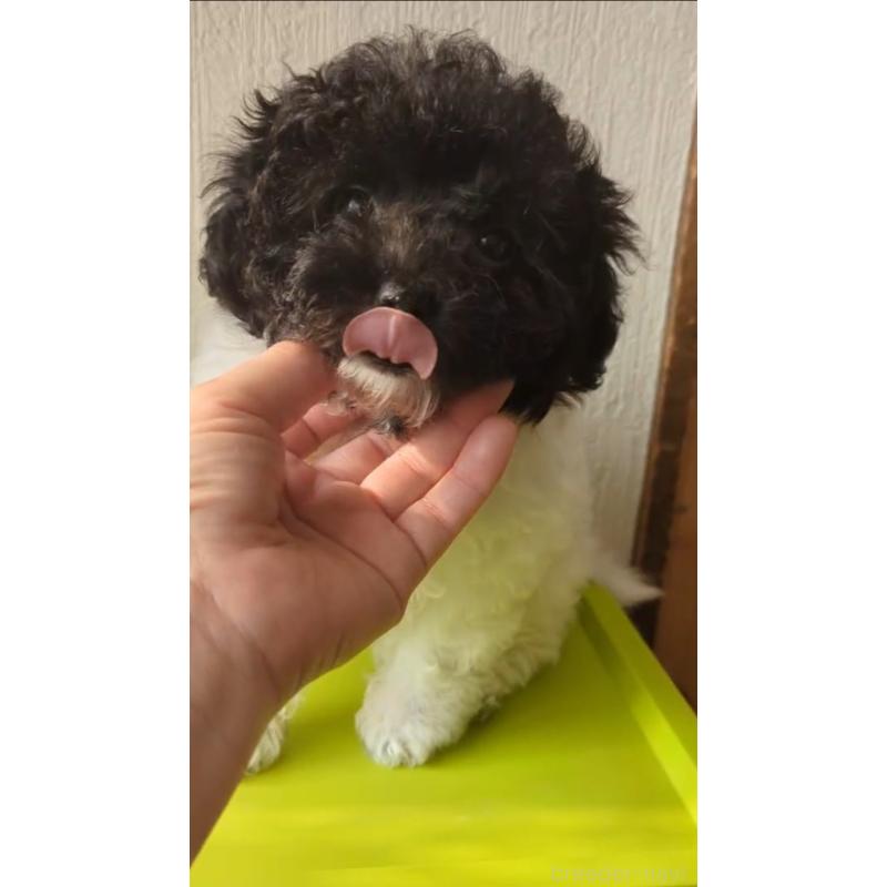 販売中の北海道のティーカッププードル-417937の8枚目