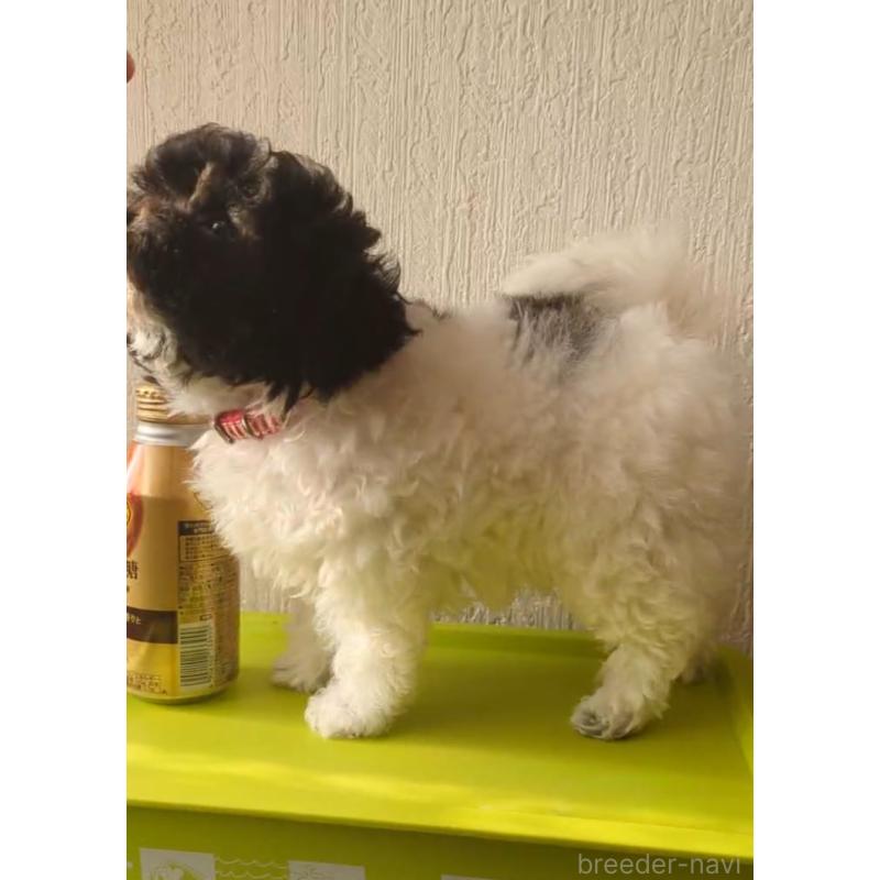 販売中の北海道のティーカッププードル-417937の7枚目