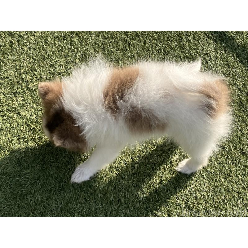 販売中の福岡県のポメラニアン-423539の3枚目