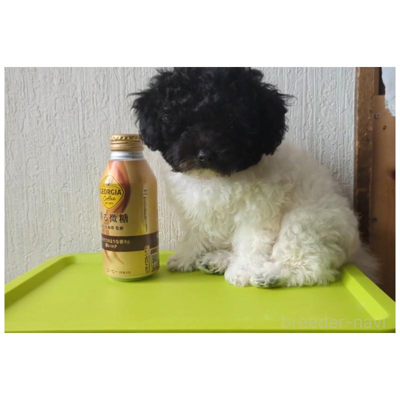 販売中の北海道のティーカッププードル-417937の6枚目