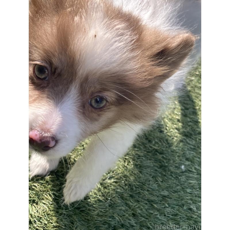 販売中の福岡県のポメラニアン-423539の2枚目