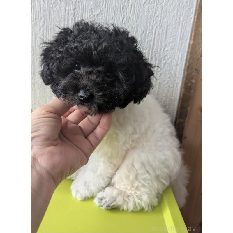 販売中の北海道のティーカッププードル-417937の4枚目