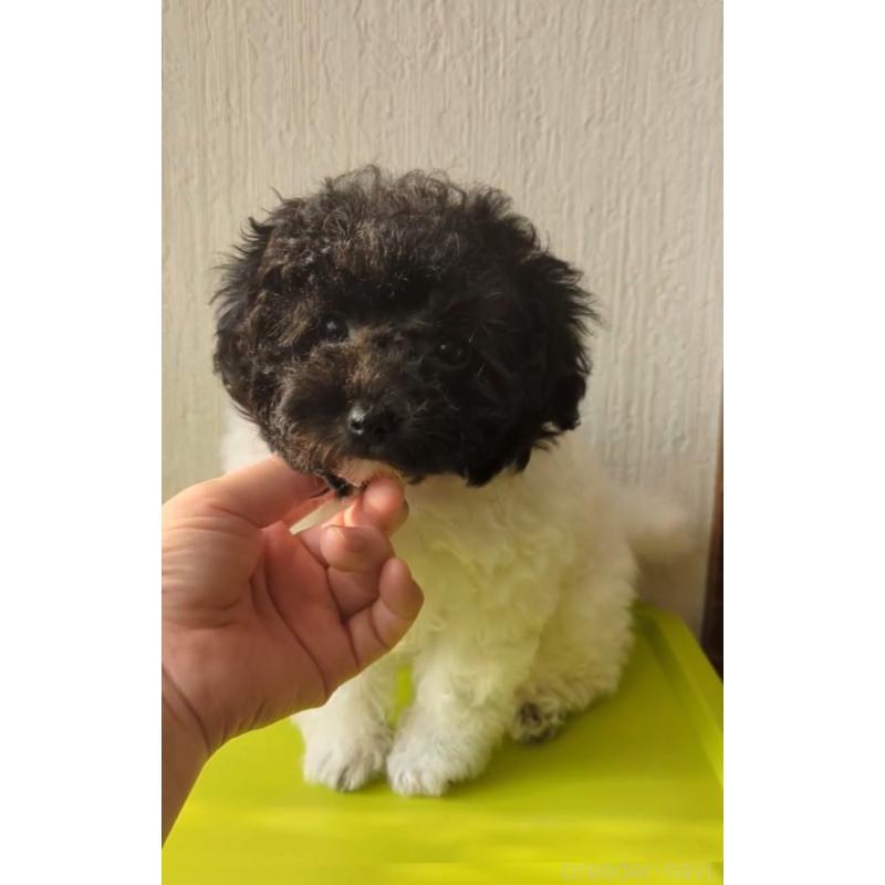 販売中の北海道のティーカッププードル-417937の3枚目