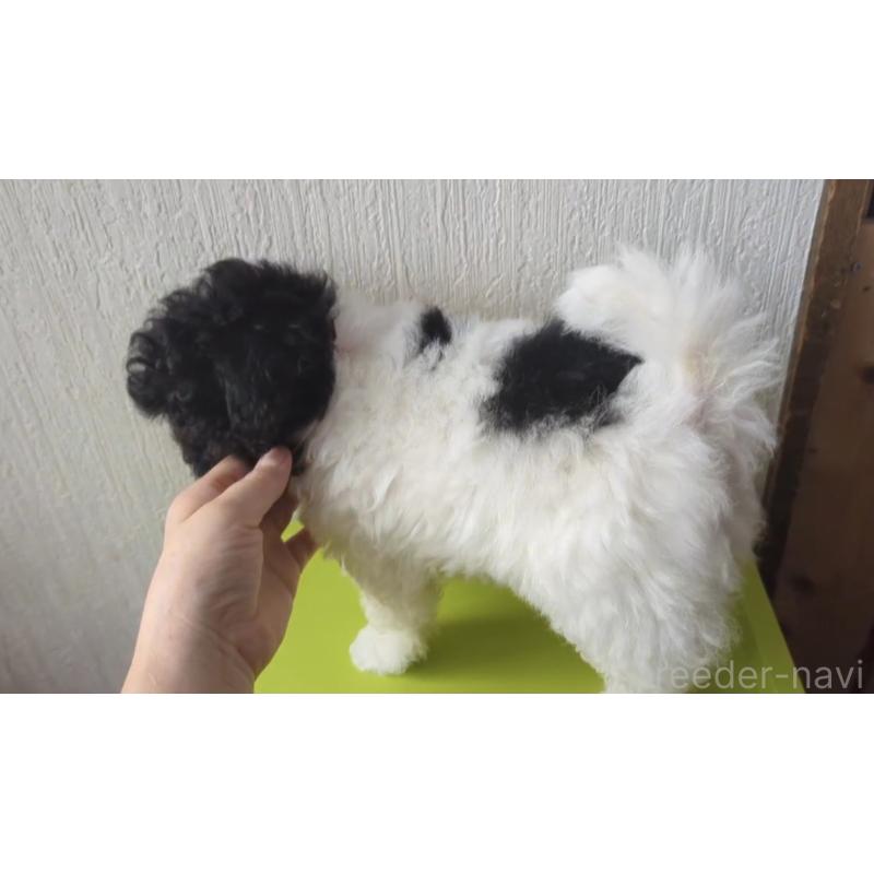 販売中の北海道のティーカッププードル-417937の2枚目