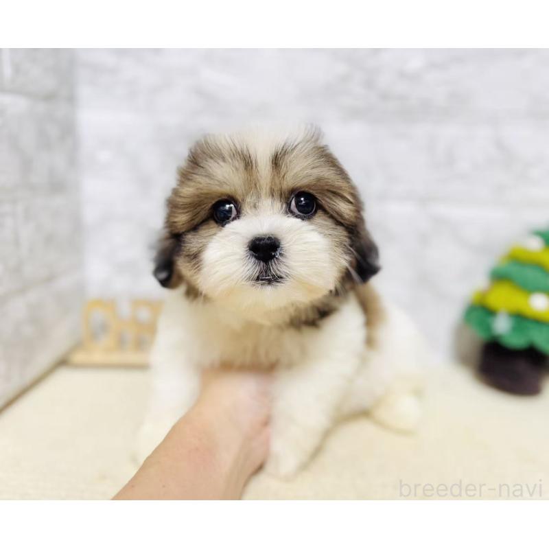 販売中の岐阜県のマルシーズー:マルチーズ×シーズー-422486の8枚目