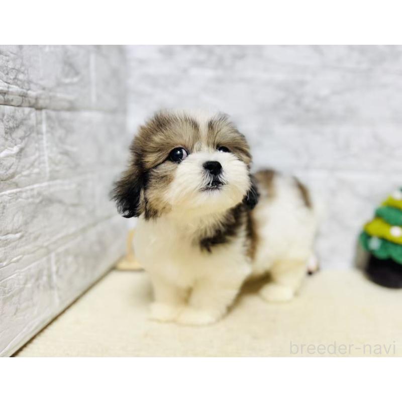 販売中の岐阜県のマルシーズー:マルチーズ×シーズー-422486の7枚目