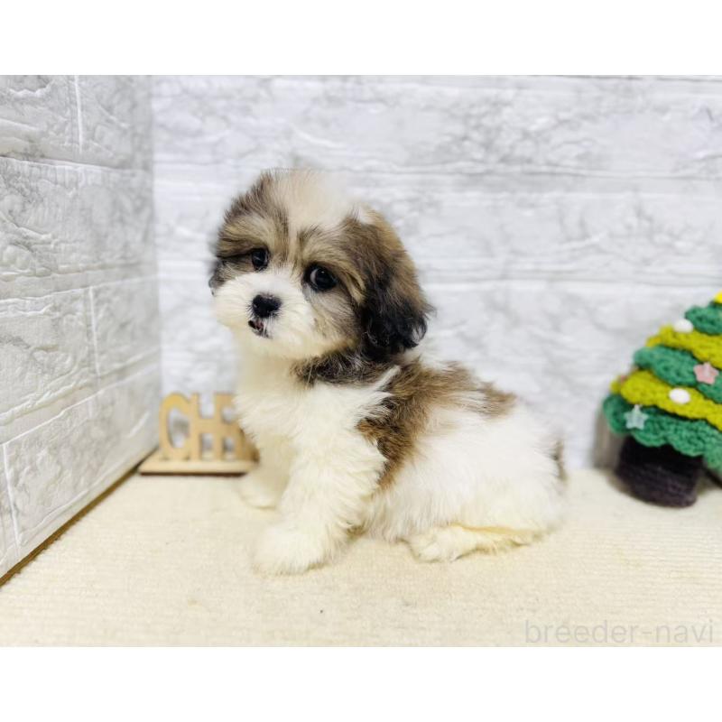 販売中の岐阜県のマルシーズー:マルチーズ×シーズー-422486の6枚目