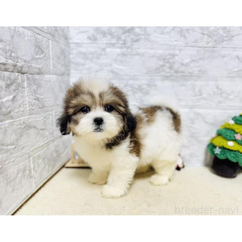 販売中の岐阜県のマルシーズー:マルチーズ×シーズー-422486の5枚目