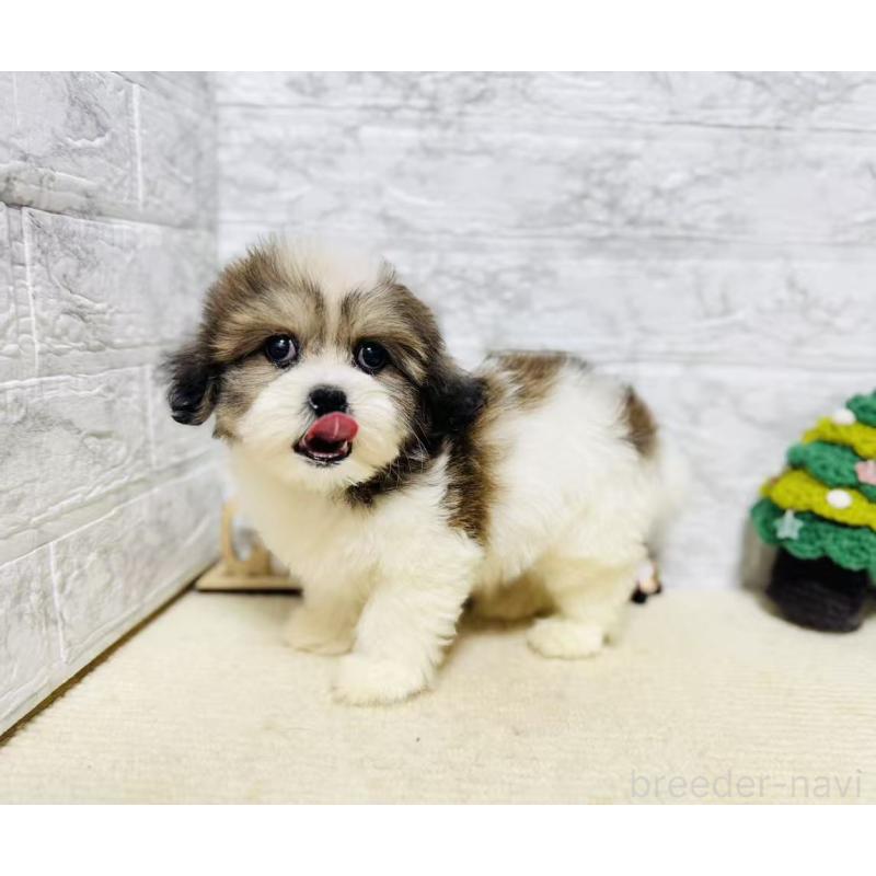 販売中の岐阜県のマルシーズー:マルチーズ×シーズー-422486の4枚目