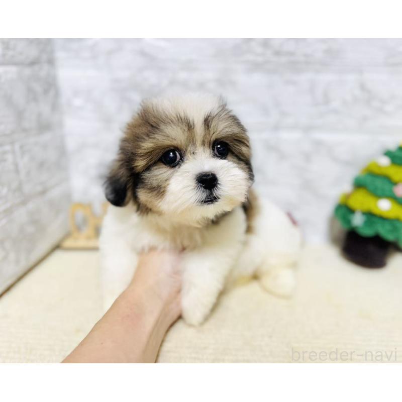 販売中の岐阜県のマルシーズー:マルチーズ×シーズー-422486の3枚目