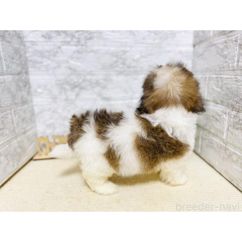 販売中の岐阜県のマルシーズー:マルチーズ×シーズー-422486の2枚目