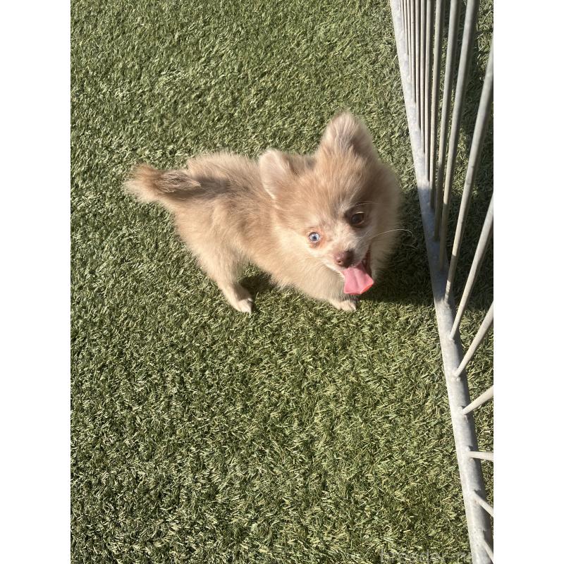 販売中の福岡県のポメラニアン-423540の3枚目