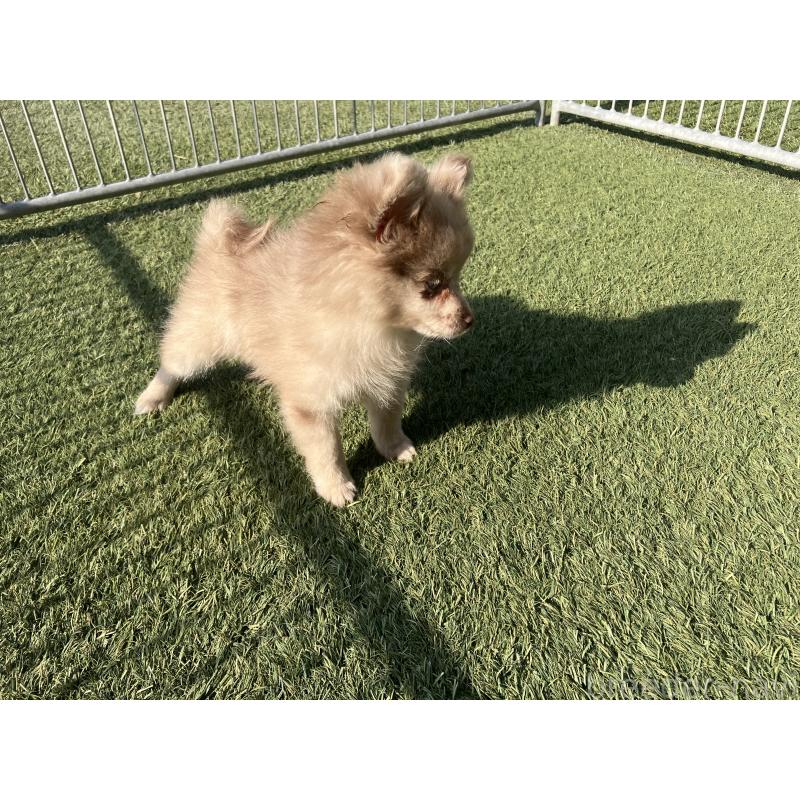 販売中の福岡県のポメラニアン-423540の2枚目