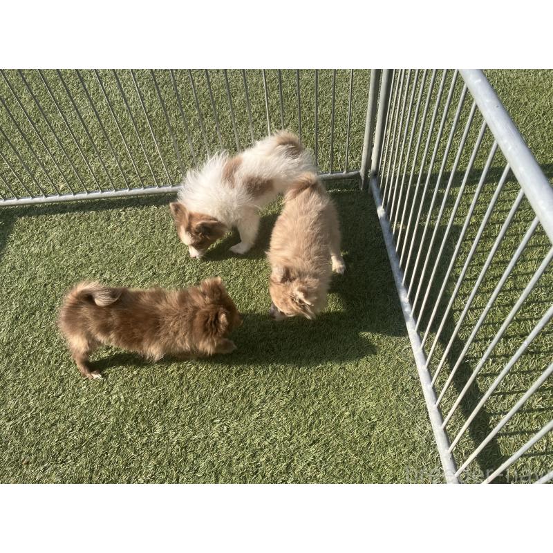 販売中の福岡県のポメラニアン-423537の4枚目