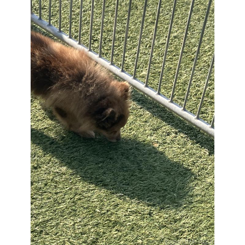 販売中の福岡県のポメラニアン-423537の2枚目