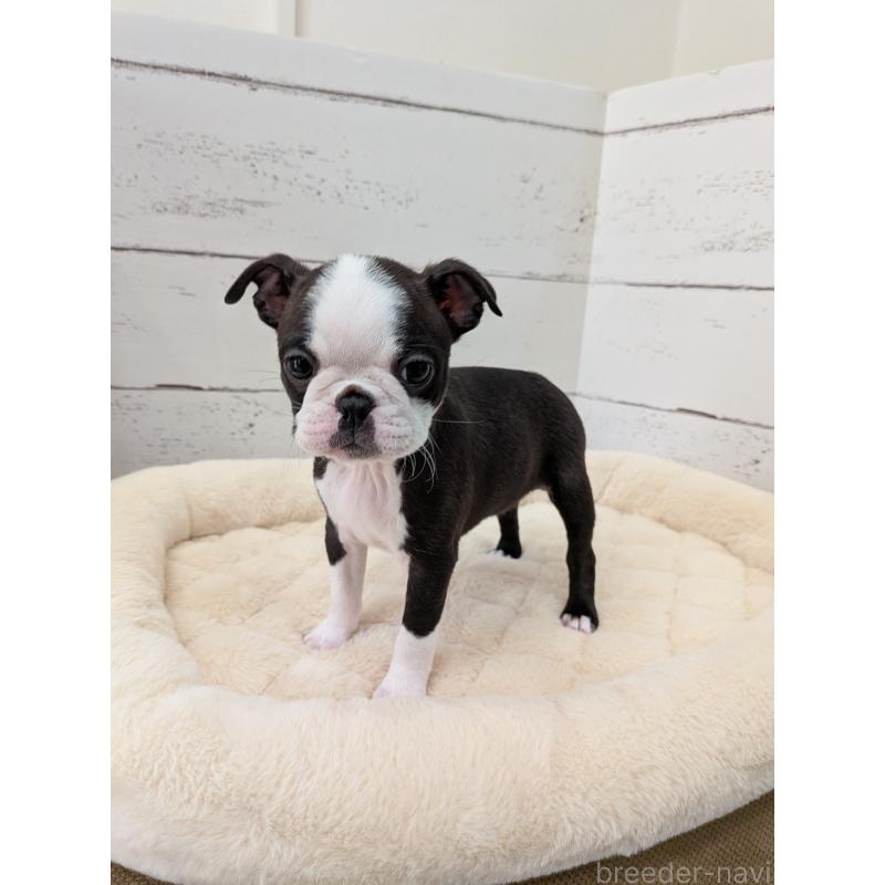 販売中の愛知県のボストンテリア-424019の17枚目